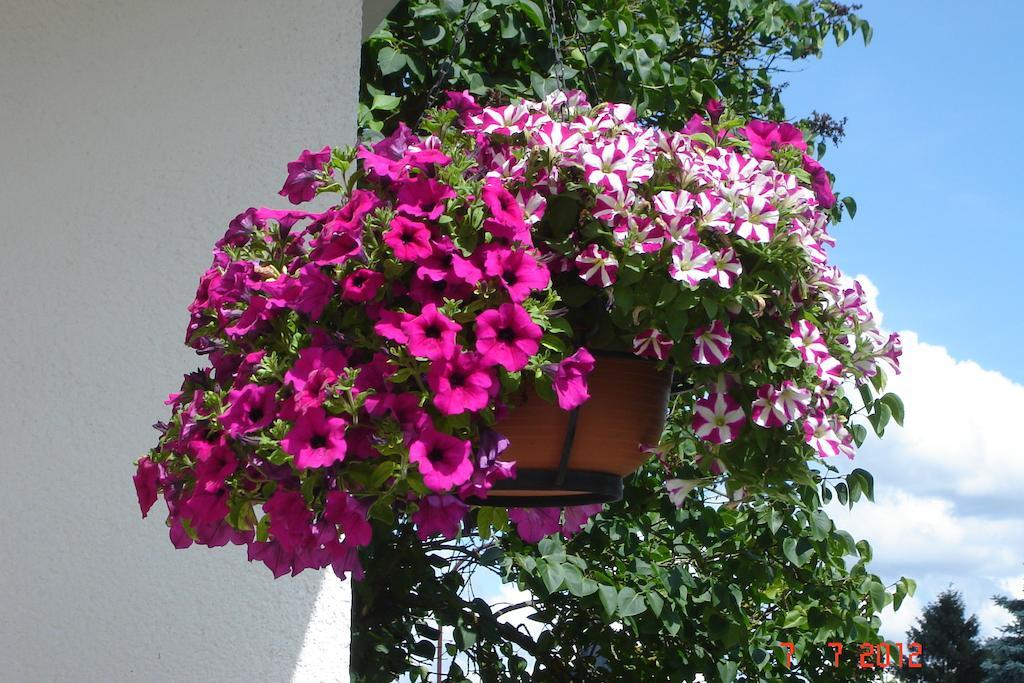 Urlaub Auf Dem Bauernhof Marx Villa Kelberg Værelse billede